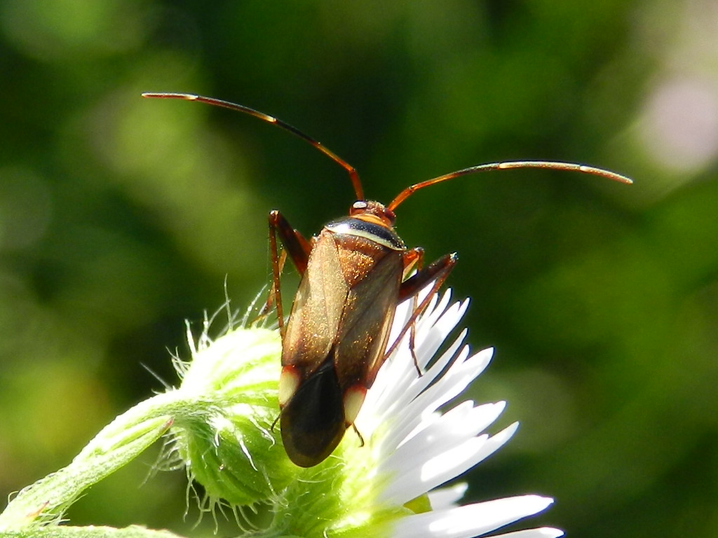 Miridae: Adelphocoris vandalicus della Lombardia (VA)